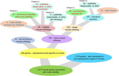 Toward Development of the Male Pill: A Decade of Potential Non-hormonal Contraceptive Targets